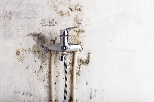 Best Insurance-Related Mold Remediation in New Paleste, IN