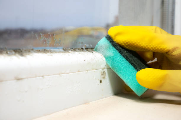 Best Black Mold Remediation in New Paleste, IN