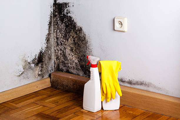 Trusted New Palestine, IN Mold Remediation Experts