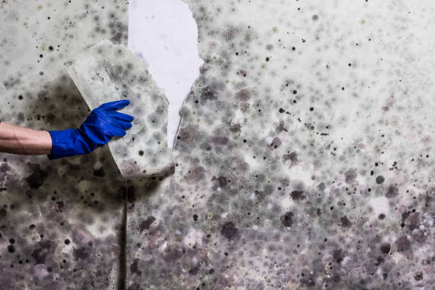 Best Mold Remediation for Specific Building Types in New Paleste, IN